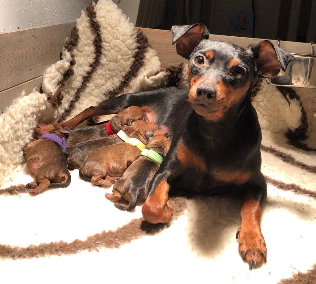 chiot Pinscher nain De La Plaine Bretonne