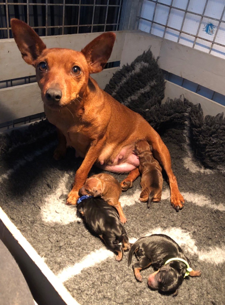 chiot Pinscher nain De La Plaine Bretonne