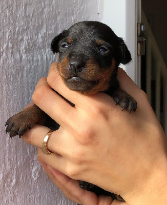 De La Plaine Bretonne - Pinscher nain - Portée née le 29/10/2022