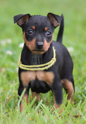 Ubelle collier jaune