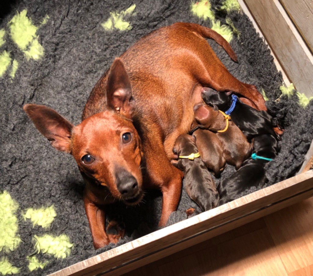 chiot Pinscher nain De La Plaine Bretonne