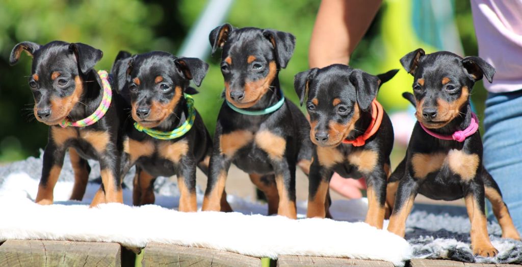 De La Plaine Bretonne - Pinscher nain - Portée née le 25/06/2020