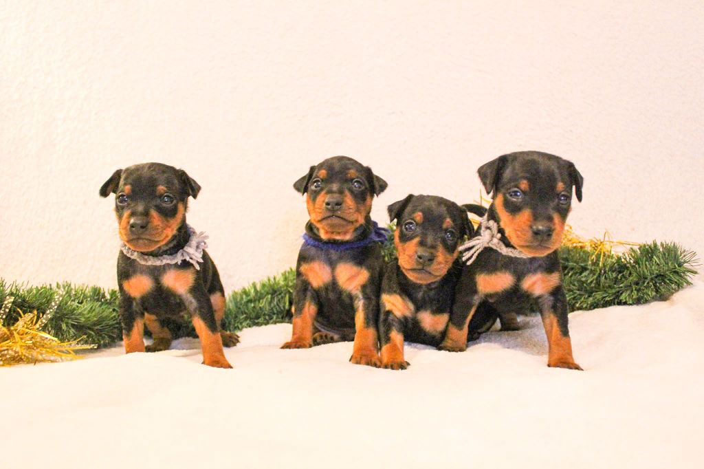 chiot Pinscher nain De La Plaine Bretonne