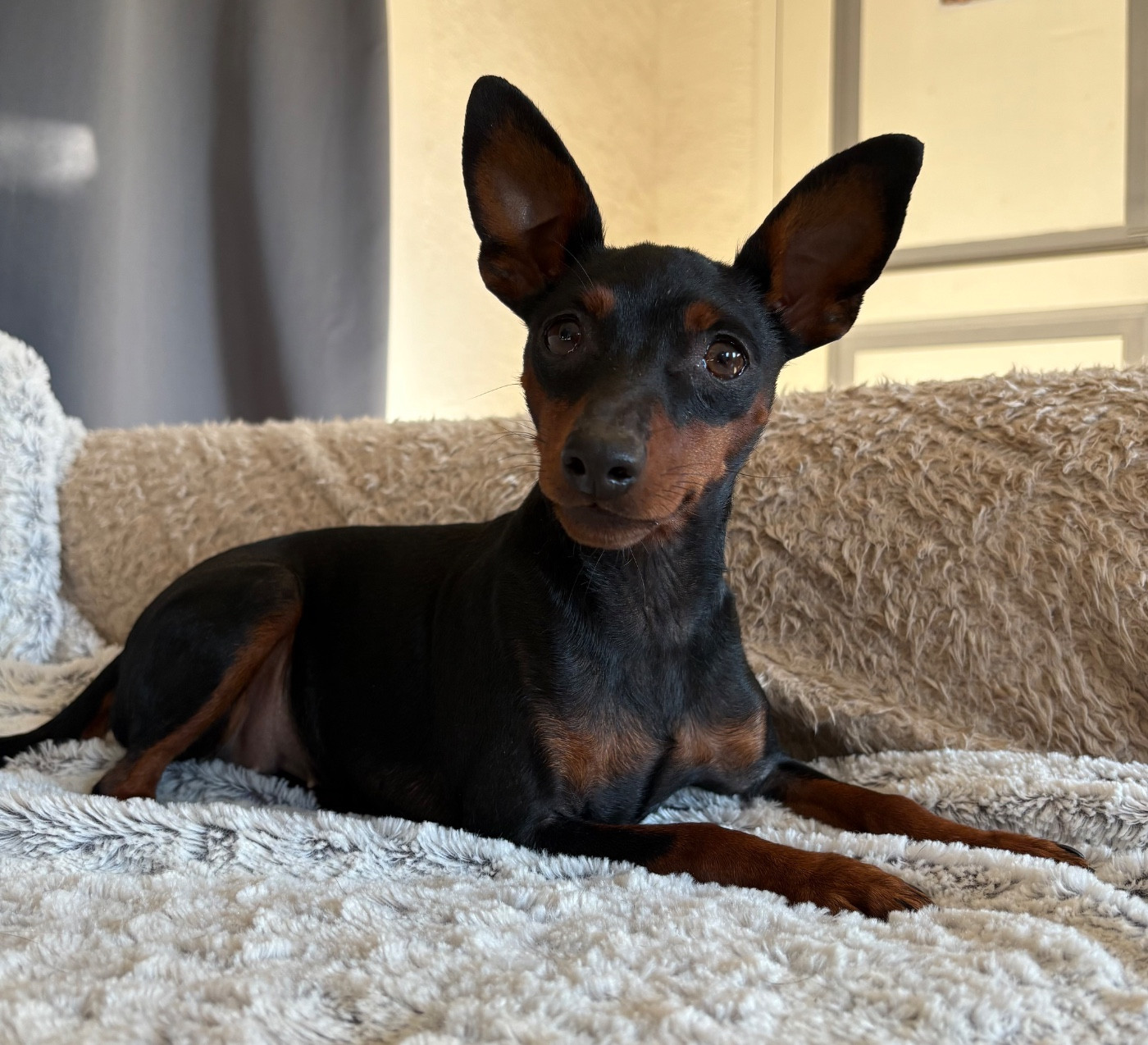 Venus De La Plaine Bretonne