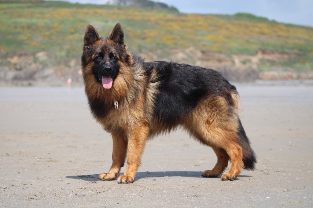 Venom de starke wolfe