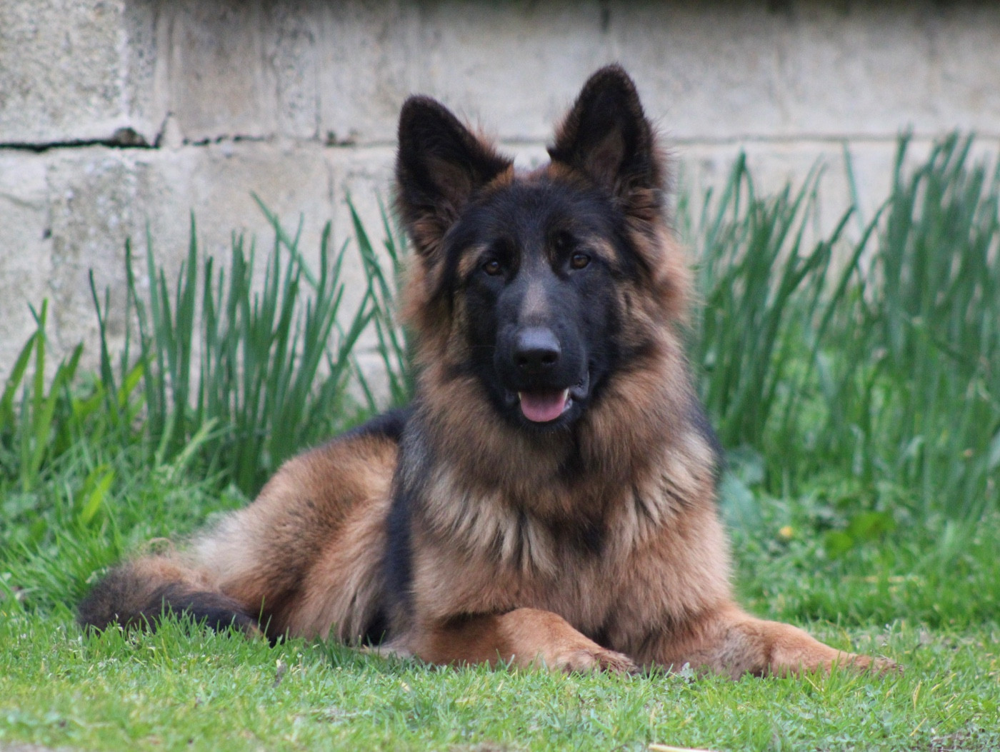 Légitime Démence Apple