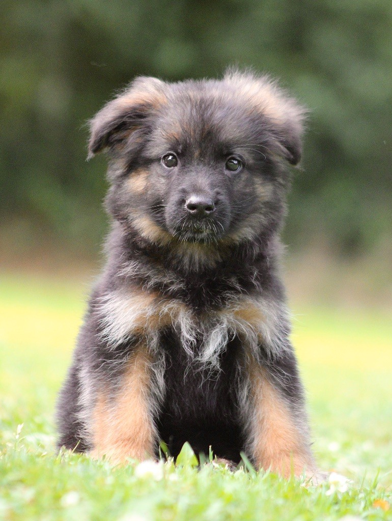 Azur Of Breizh Shepherd