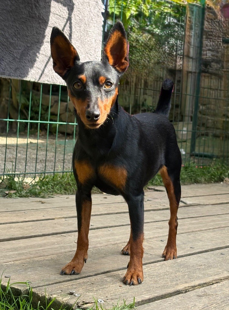 Unjoy De la Maison d'Este