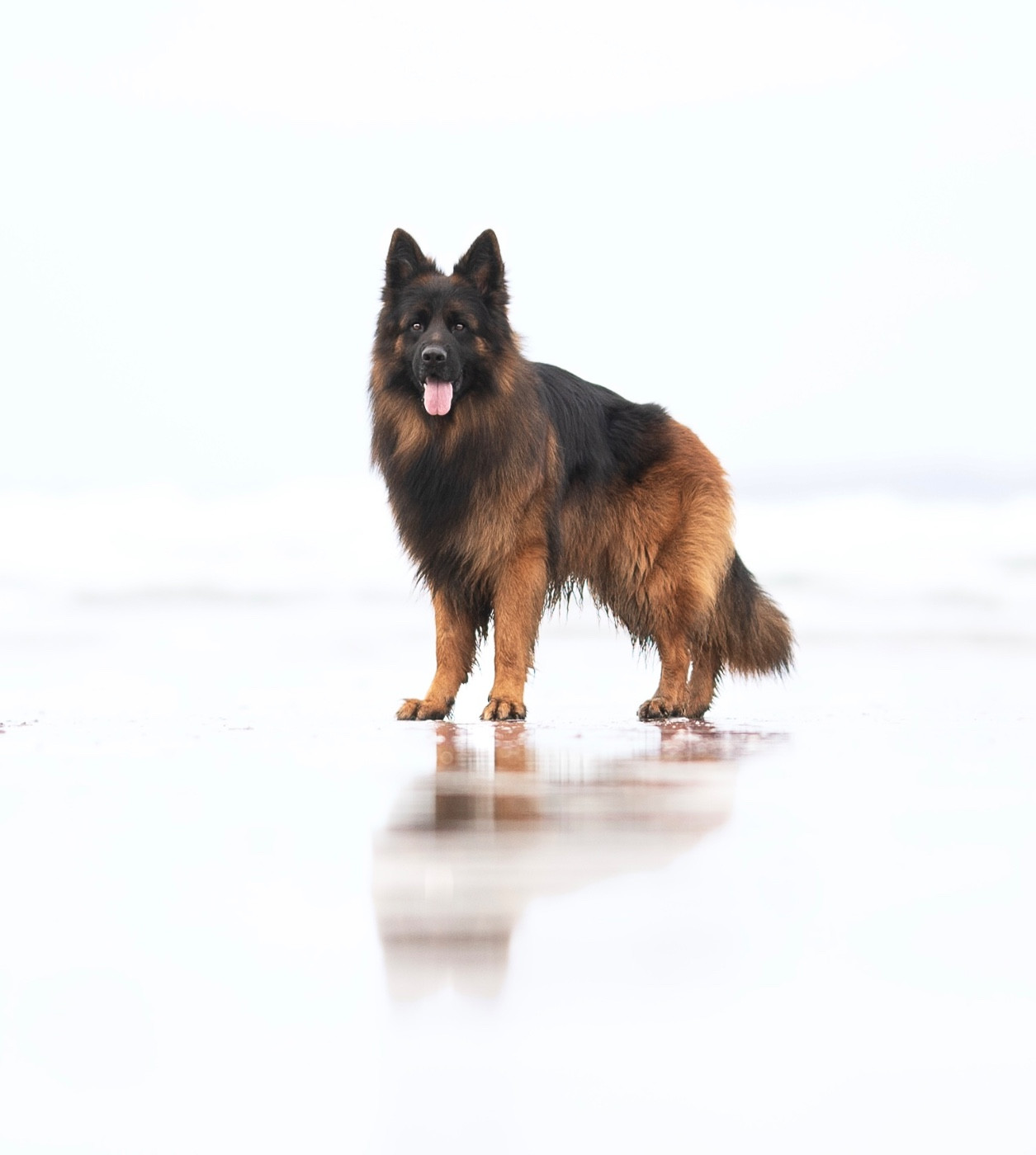 Venom de starke wolfe