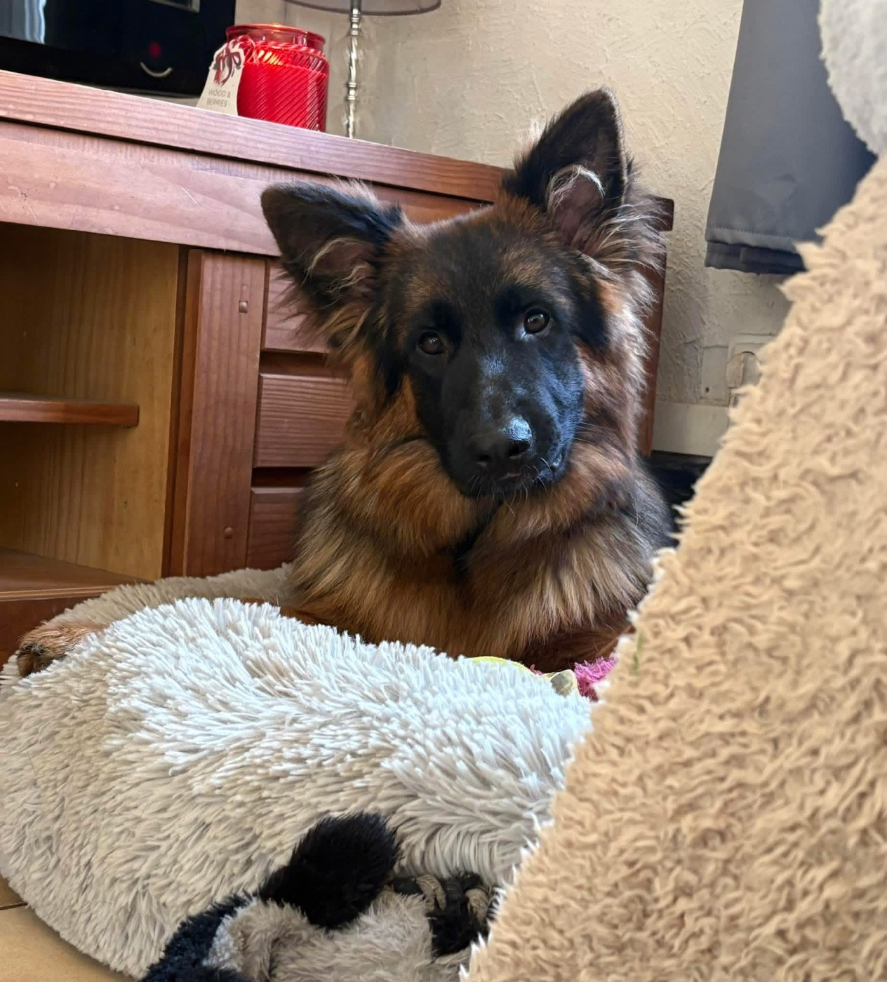 Azur Of Breizh Shepherd