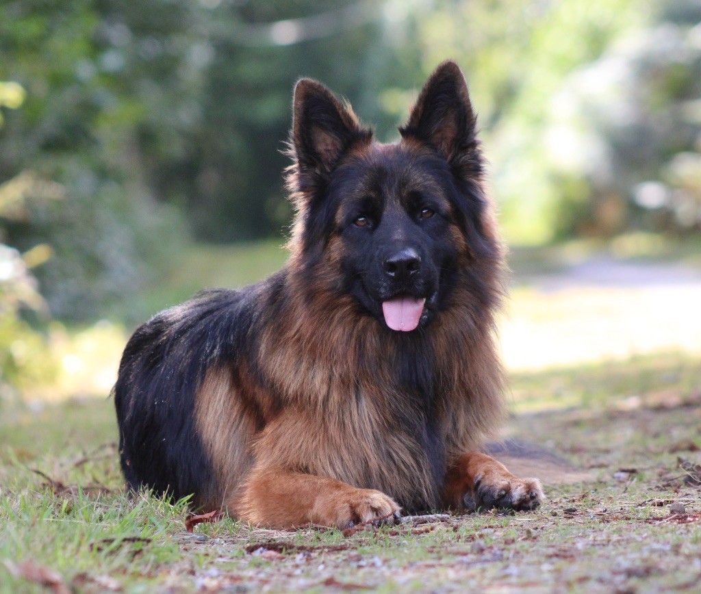 Venom de starke wolfe