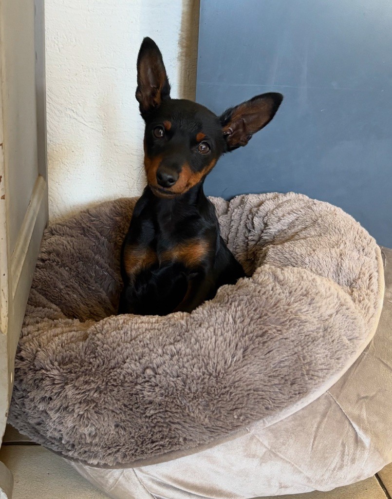 Atlas De la Maison d'Este