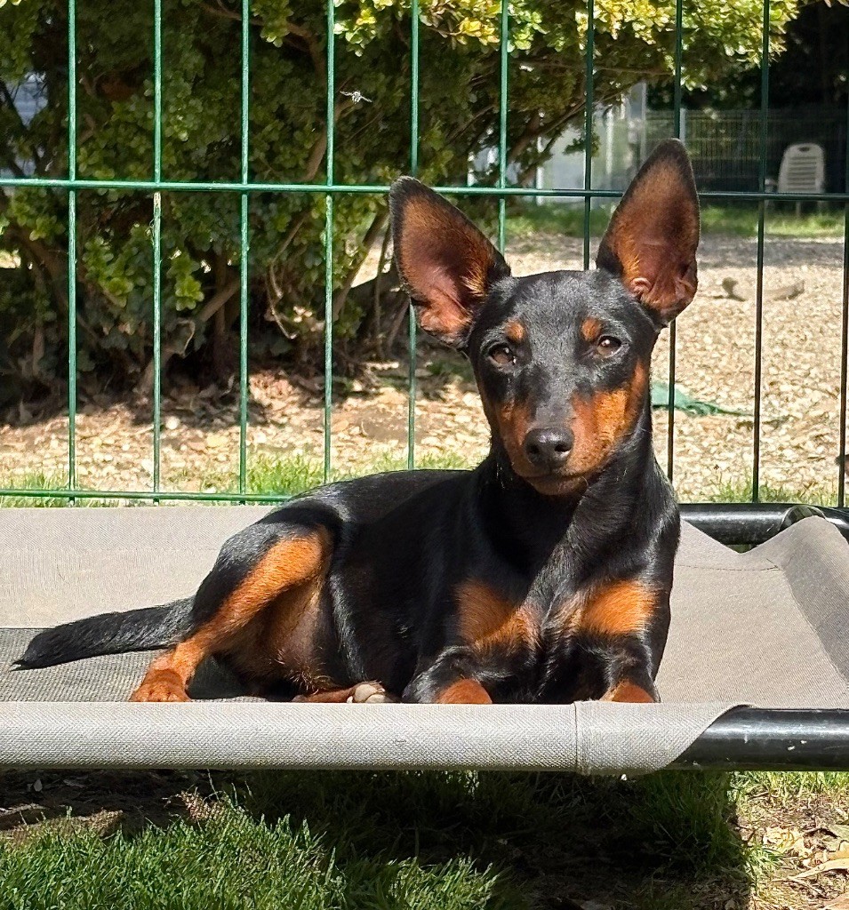 Ashtag De La Plaine Bretonne