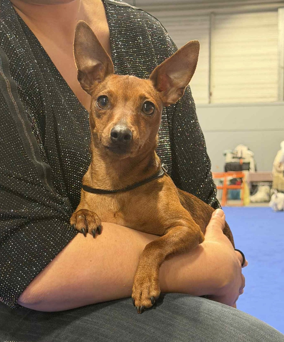 Virgule De La Plaine Bretonne