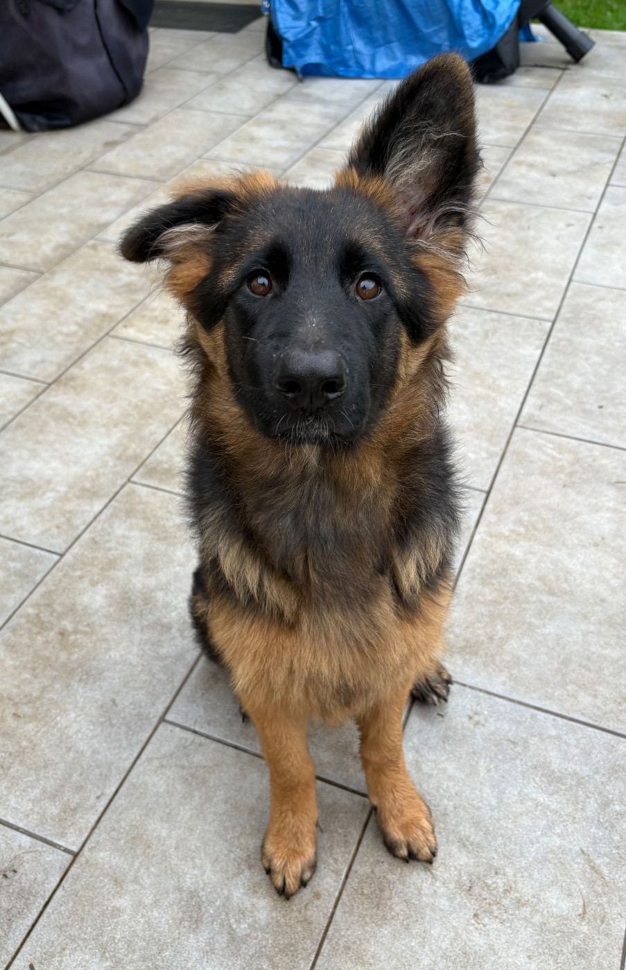 Aydi Of Breizh Shepherd