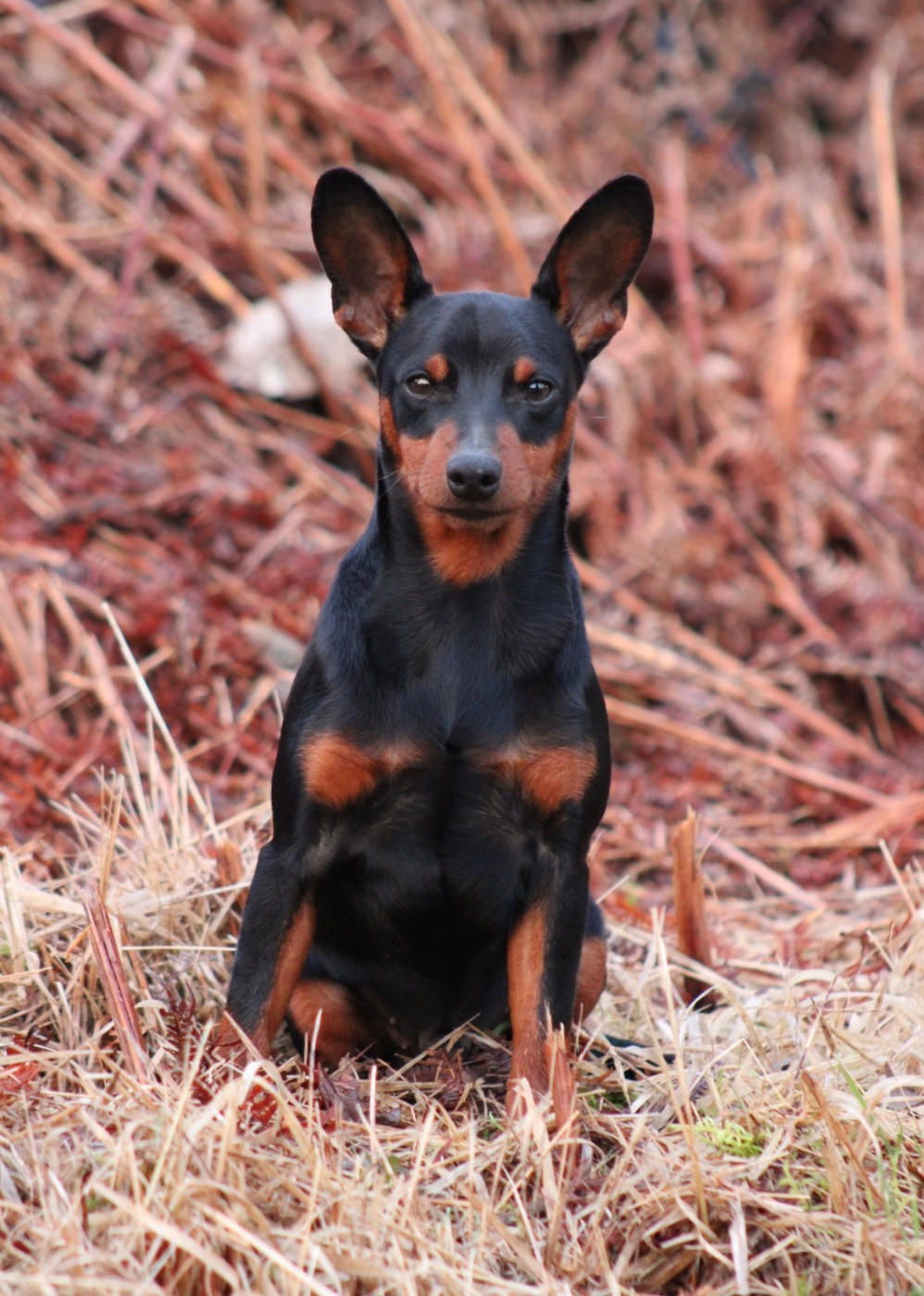 Diamond egoist Kraft-Kevin