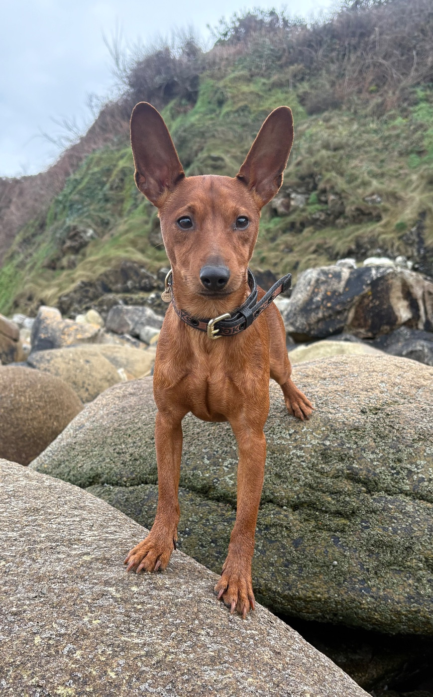 Diamond egoist Elius-Elizar