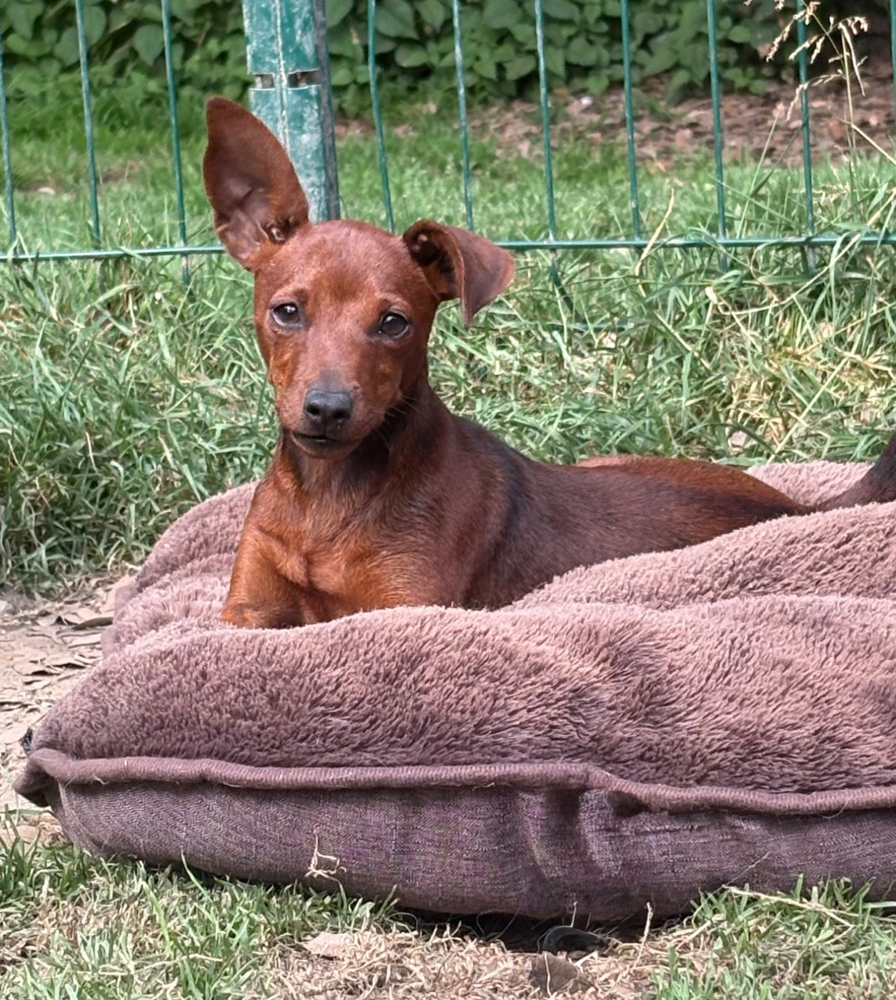 Bayla morena De La Plaine Bretonne