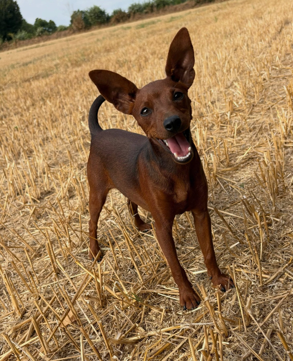 Bayla morena De La Plaine Bretonne