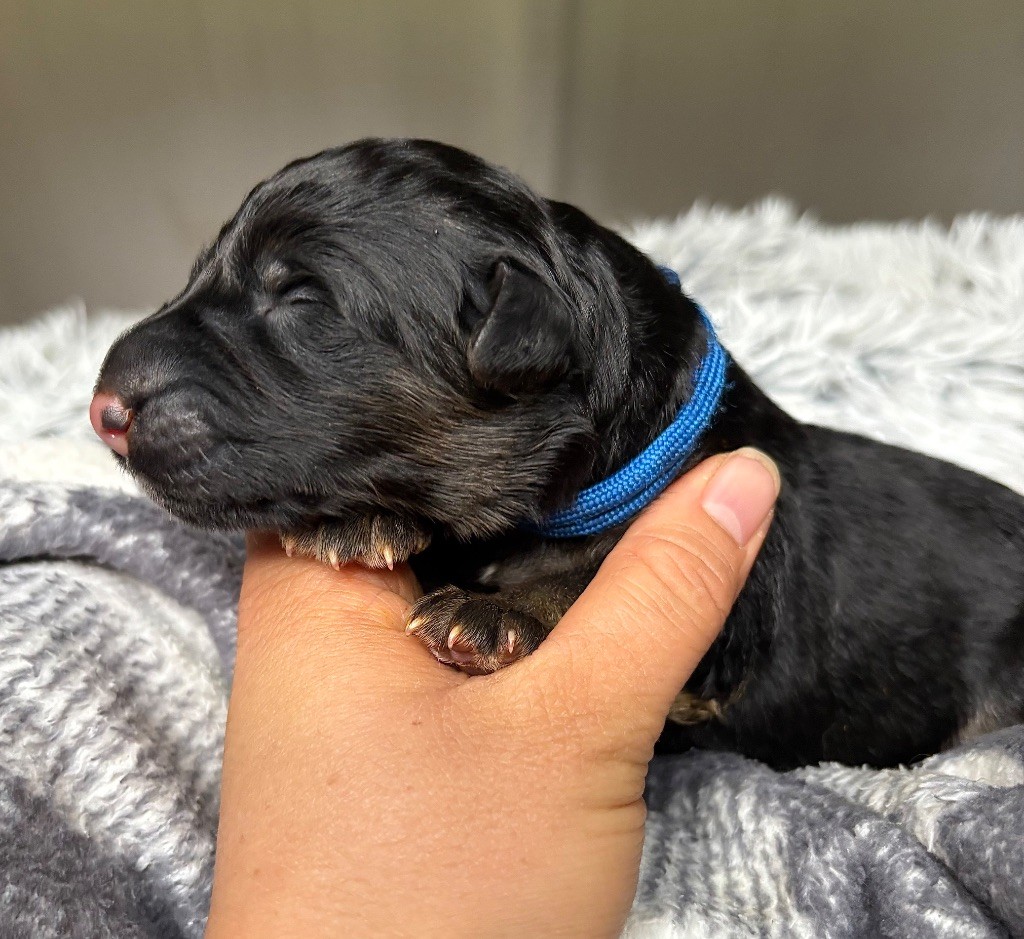 De La Plaine Bretonne - Chiots disponibles - Berger Allemand Poil Long