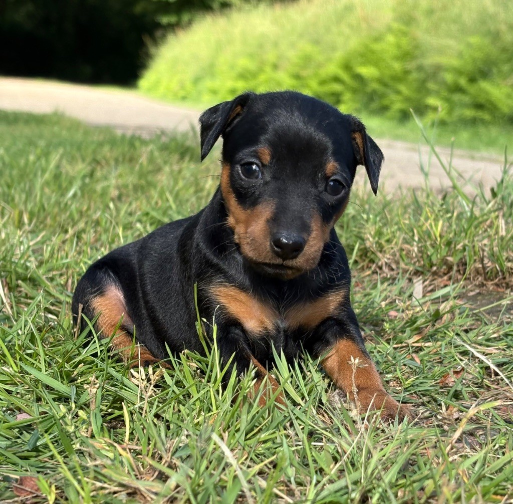 De La Plaine Bretonne - Chiots disponibles - Pinscher nain