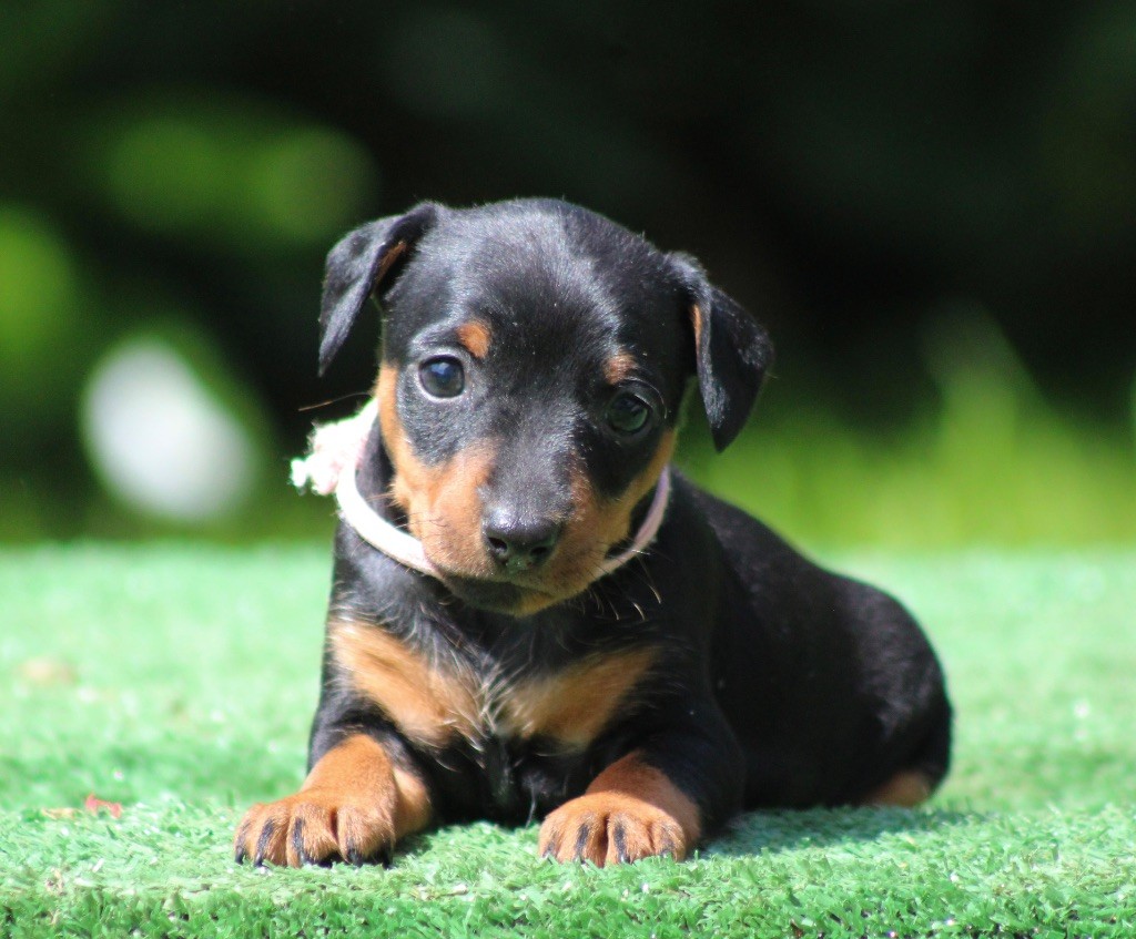De La Plaine Bretonne - Chiots disponibles - Pinscher nain