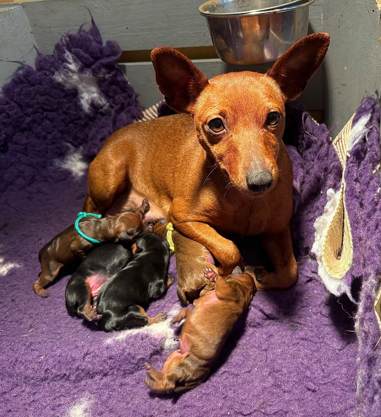 Chiot Pinscher nain De La Plaine Bretonne