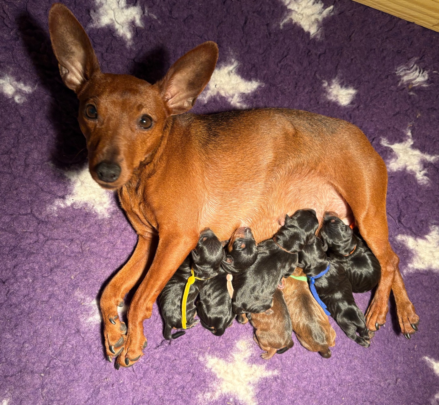 Chiot Pinscher nain De La Plaine Bretonne