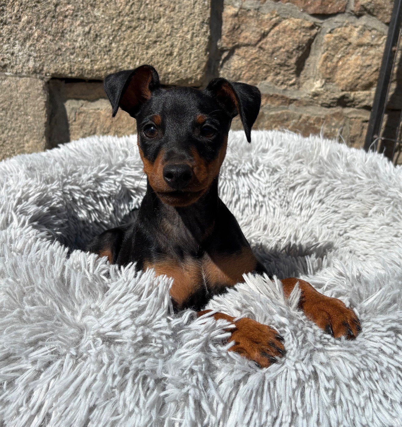 De La Plaine Bretonne - Chiots disponibles - Pinscher nain