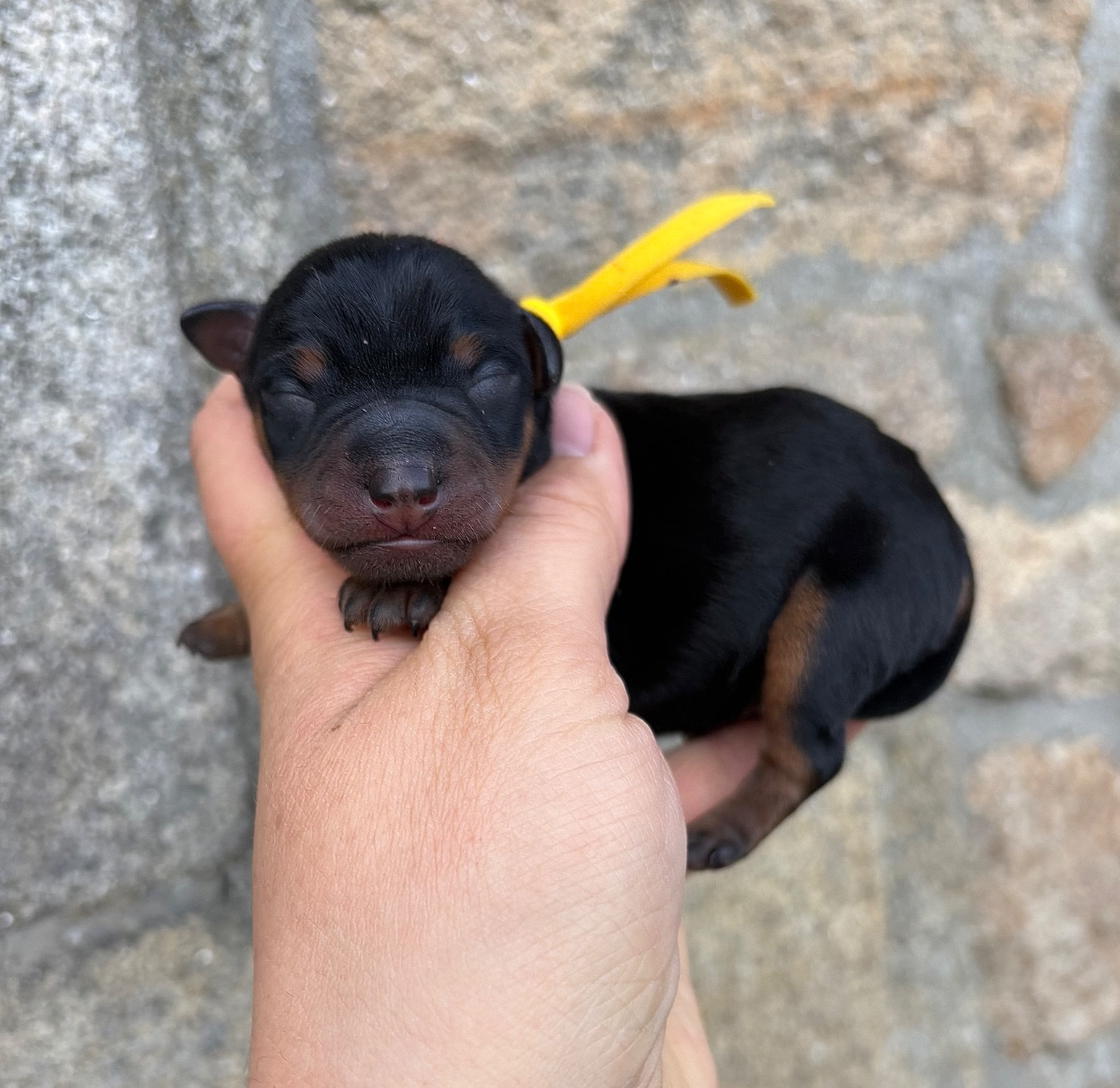 De La Plaine Bretonne - Chiots disponibles - Pinscher nain