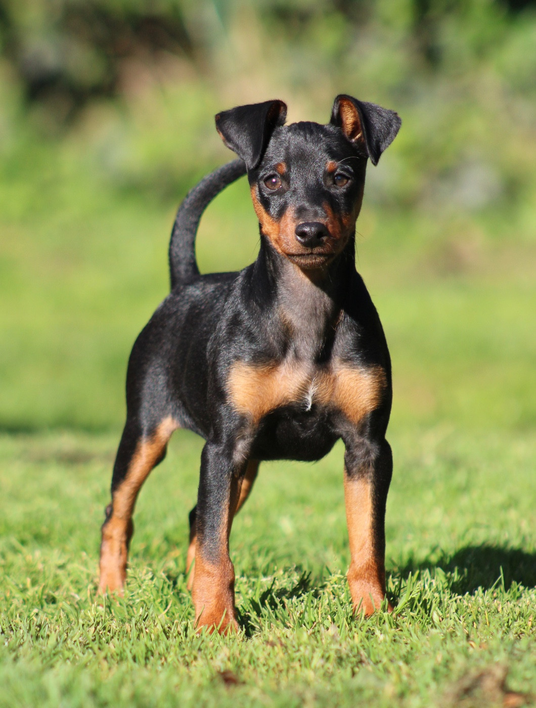 De La Plaine Bretonne - Chiots disponibles - Pinscher nain