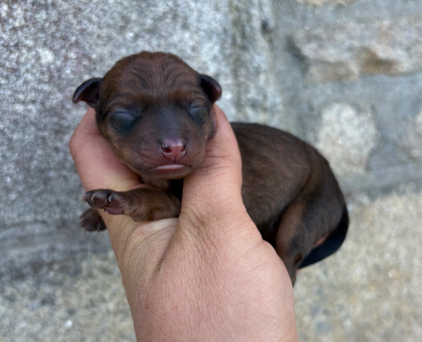 De La Plaine Bretonne - Chiots disponibles - Pinscher nain