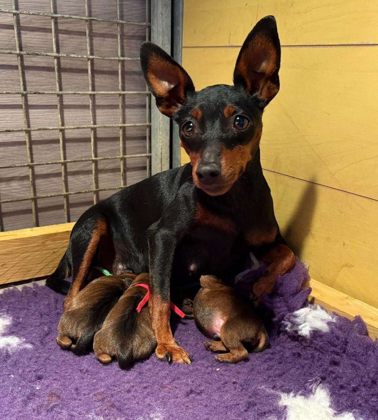 Chiot Pinscher nain De La Plaine Bretonne