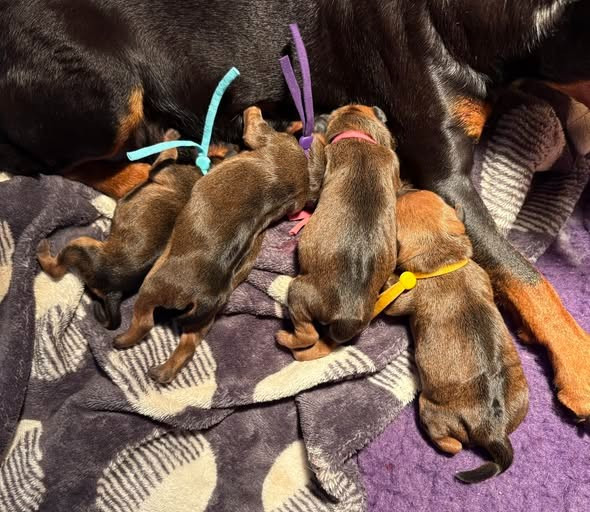 Chiot Pinscher nain De La Plaine Bretonne