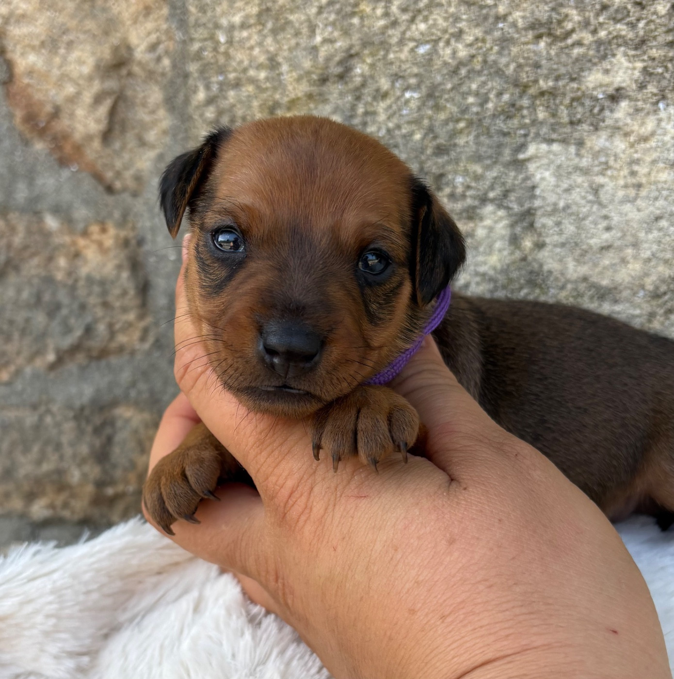 De La Plaine Bretonne - Chiots disponibles - Pinscher nain
