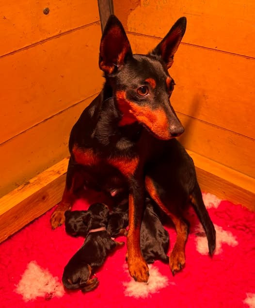 De La Plaine Bretonne - Pinscher nain - Portée née le 08/07/2026