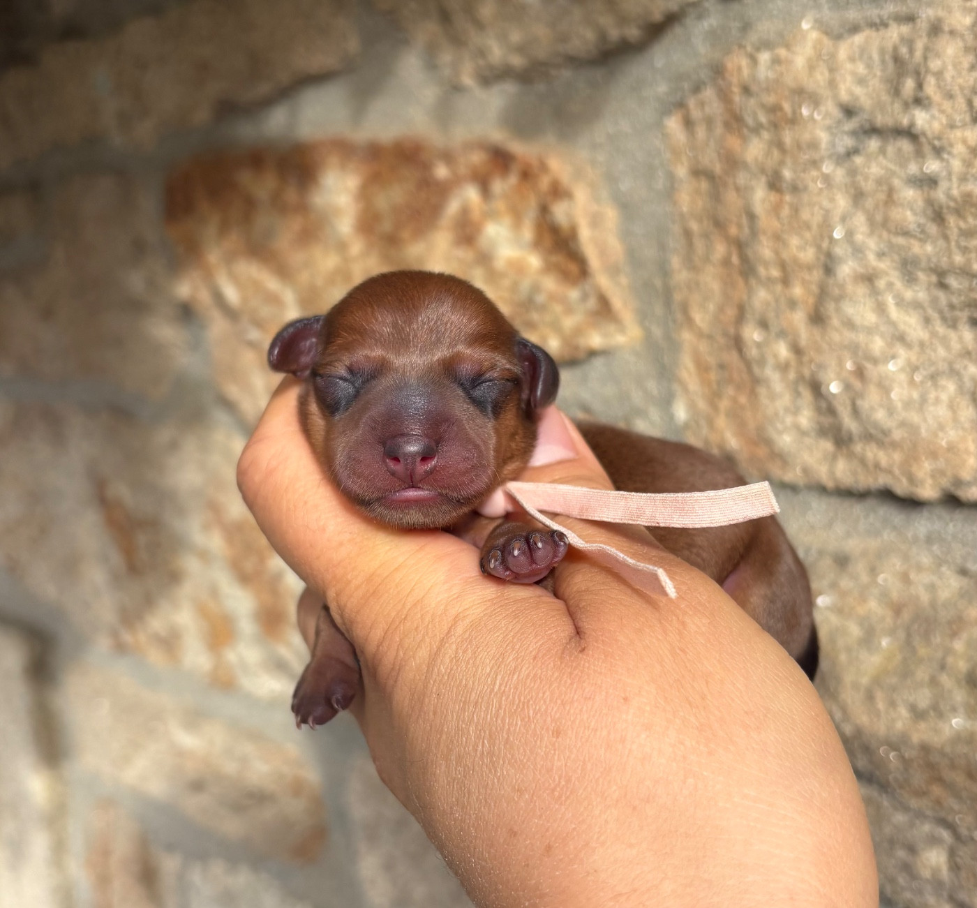 De La Plaine Bretonne - Chiots disponibles - Pinscher nain