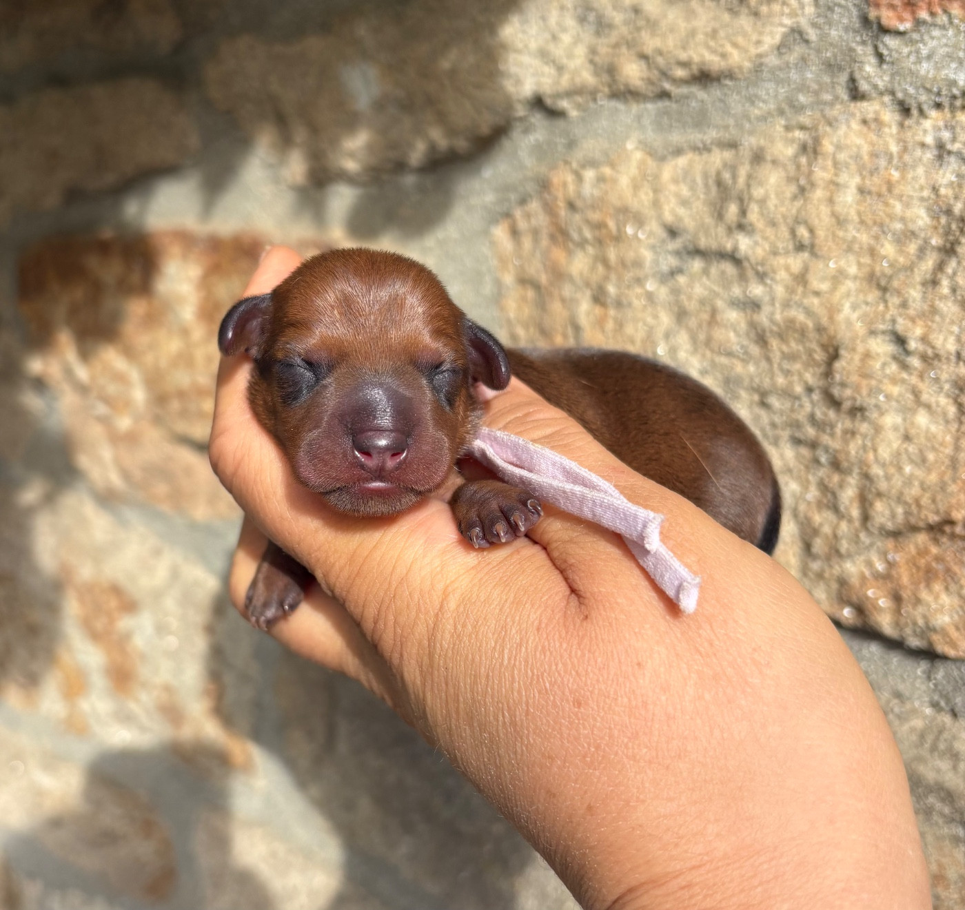 De La Plaine Bretonne - Chiots disponibles - Pinscher nain