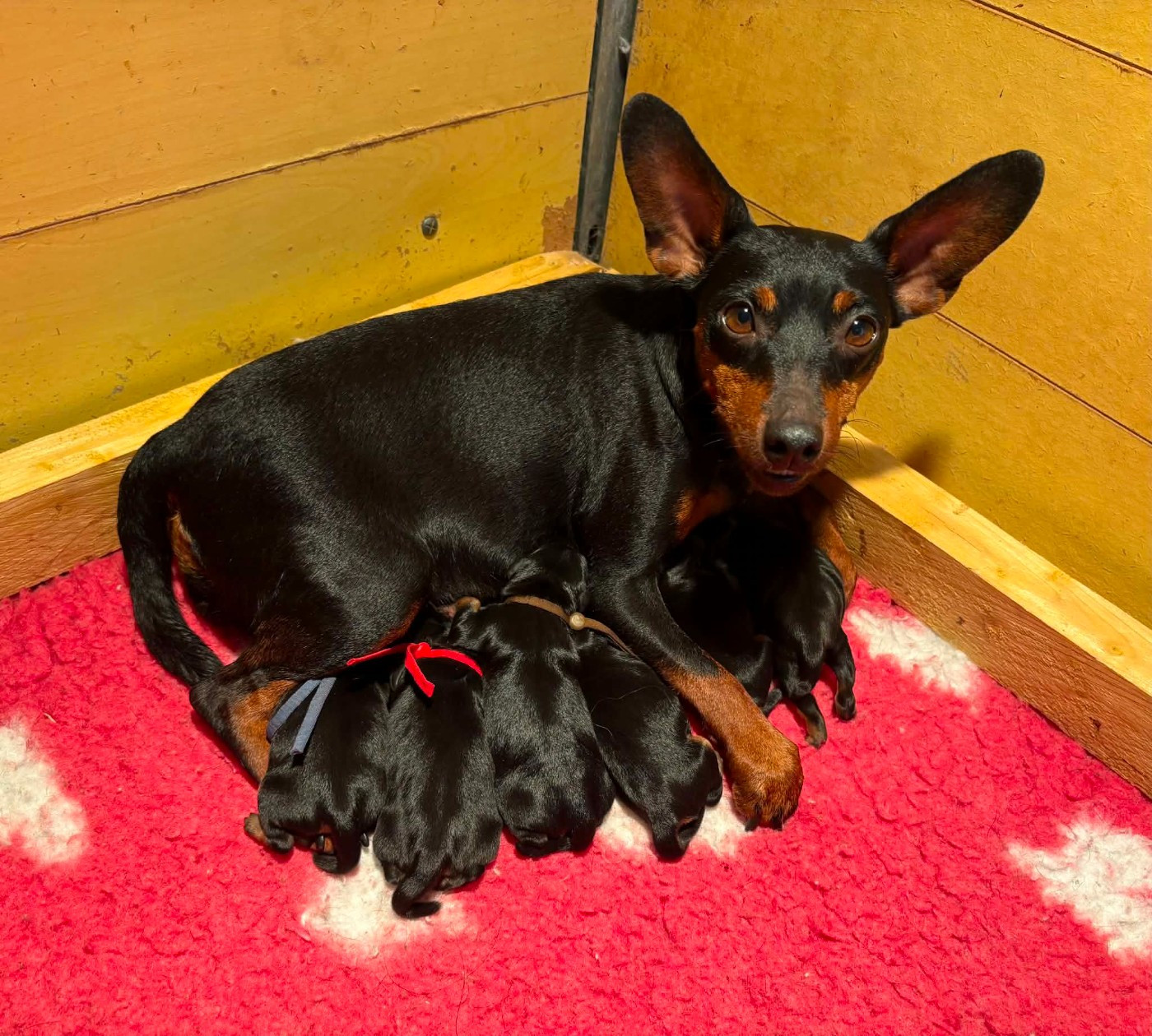 Chiot Pinscher nain De La Plaine Bretonne