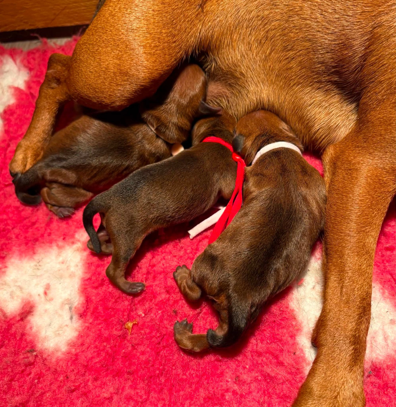 De La Plaine Bretonne - Pinscher nain - Portée née le 24/08/2026