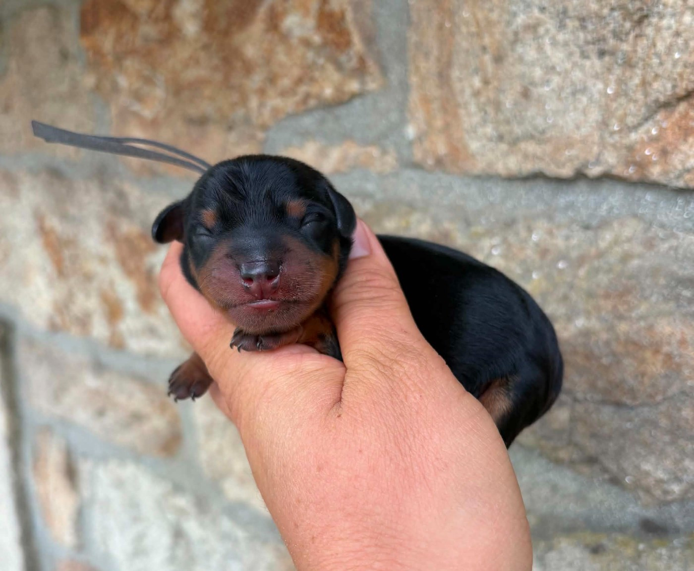 De La Plaine Bretonne - Chiots disponibles - Pinscher nain