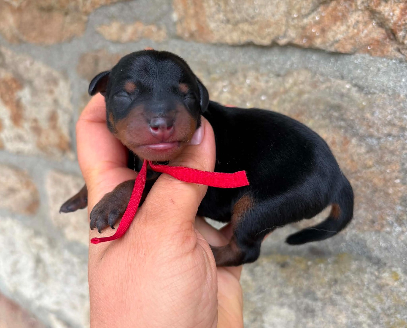 De La Plaine Bretonne - Chiots disponibles - Pinscher nain