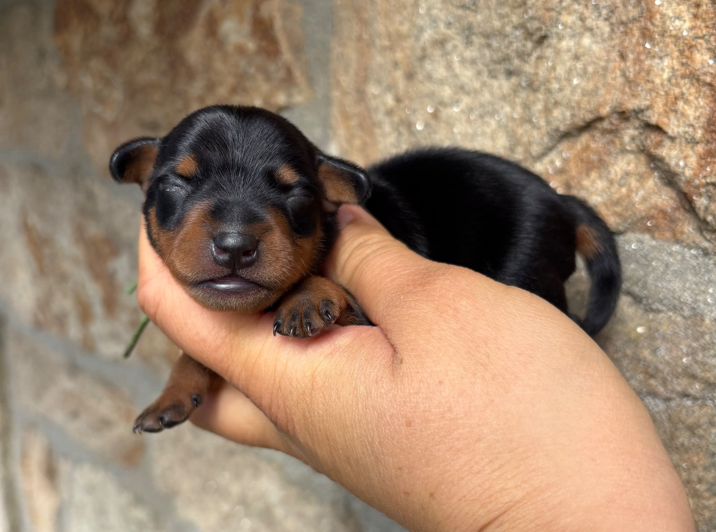 De La Plaine Bretonne - Chiots disponibles - Pinscher nain