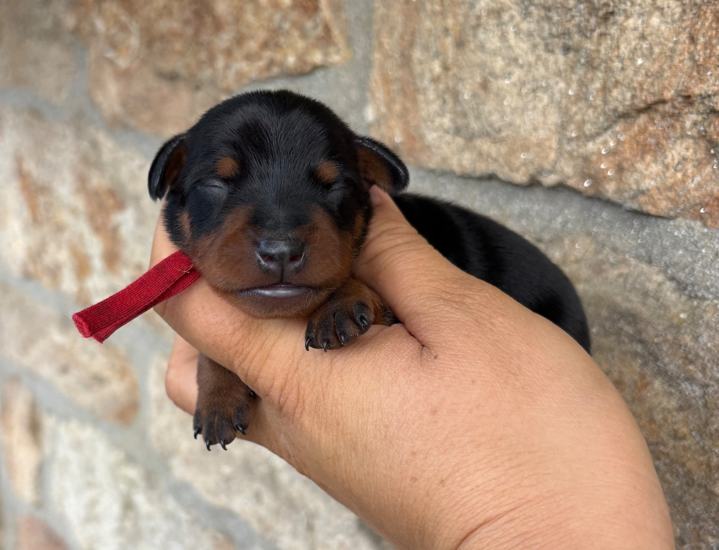 De La Plaine Bretonne - Chiots disponibles - Pinscher nain
