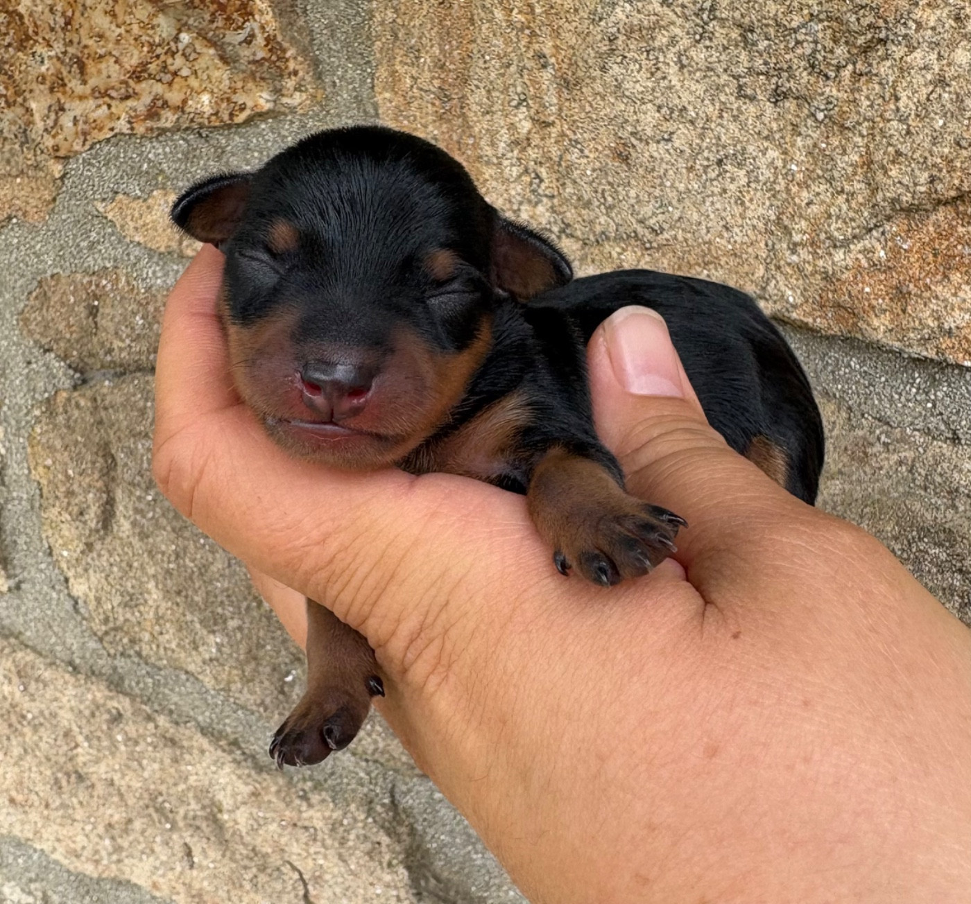 De La Plaine Bretonne - Chiots disponibles - Pinscher nain