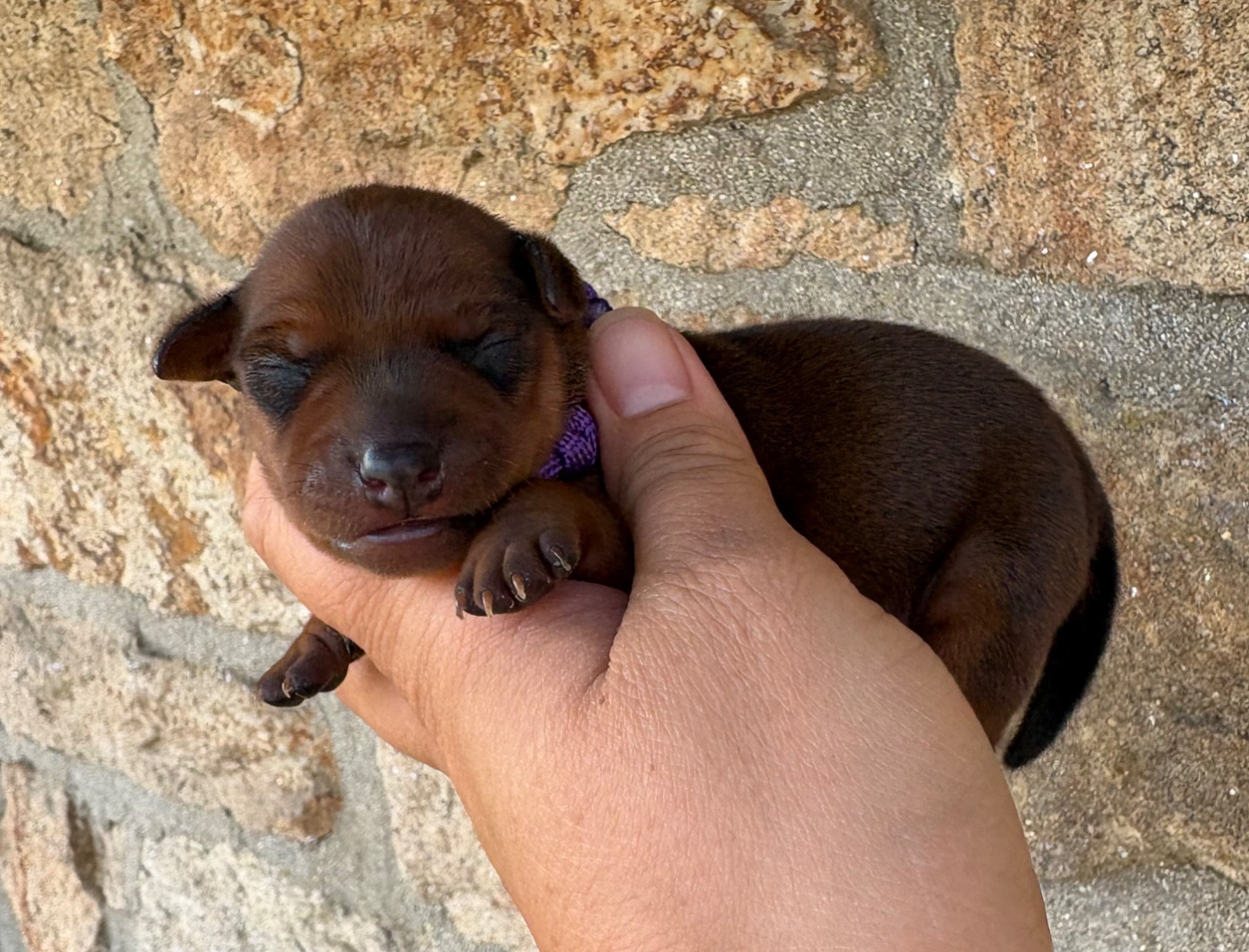 De La Plaine Bretonne - Chiots disponibles - Pinscher nain