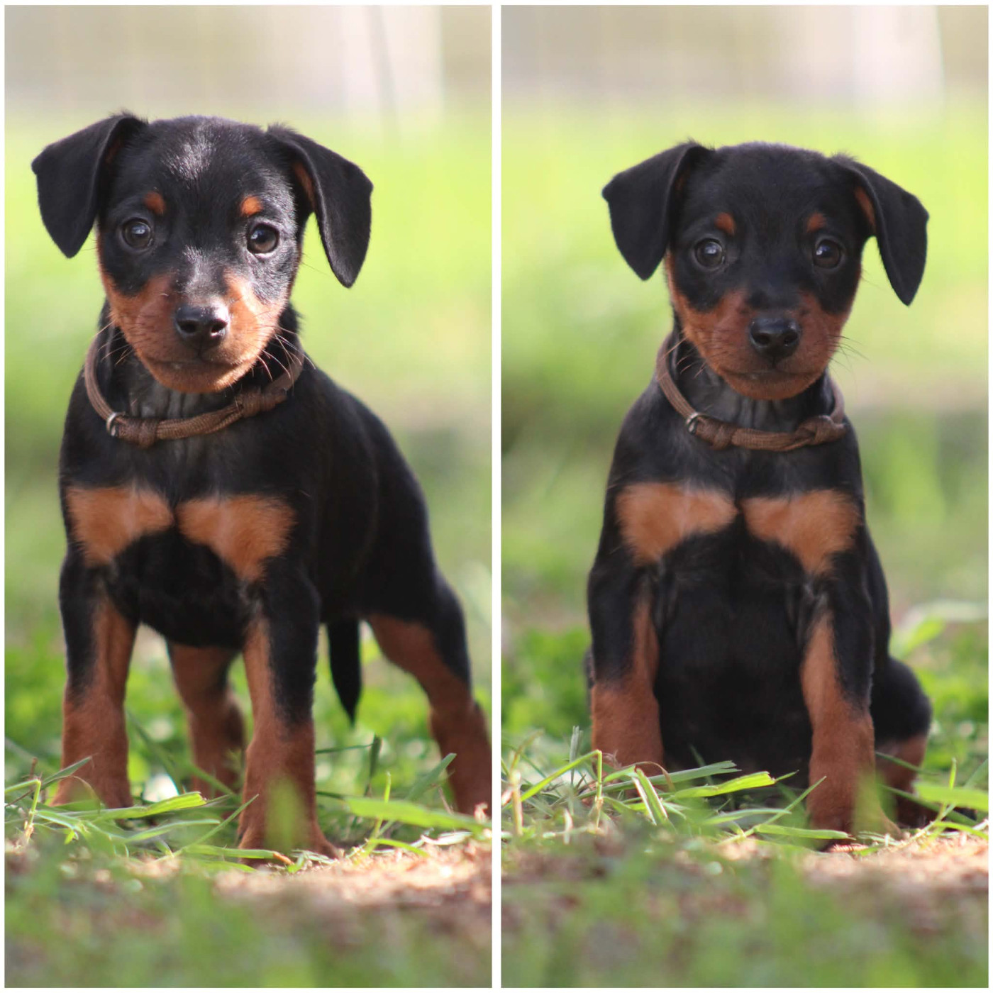 De La Plaine Bretonne - Chiots disponibles - Pinscher nain