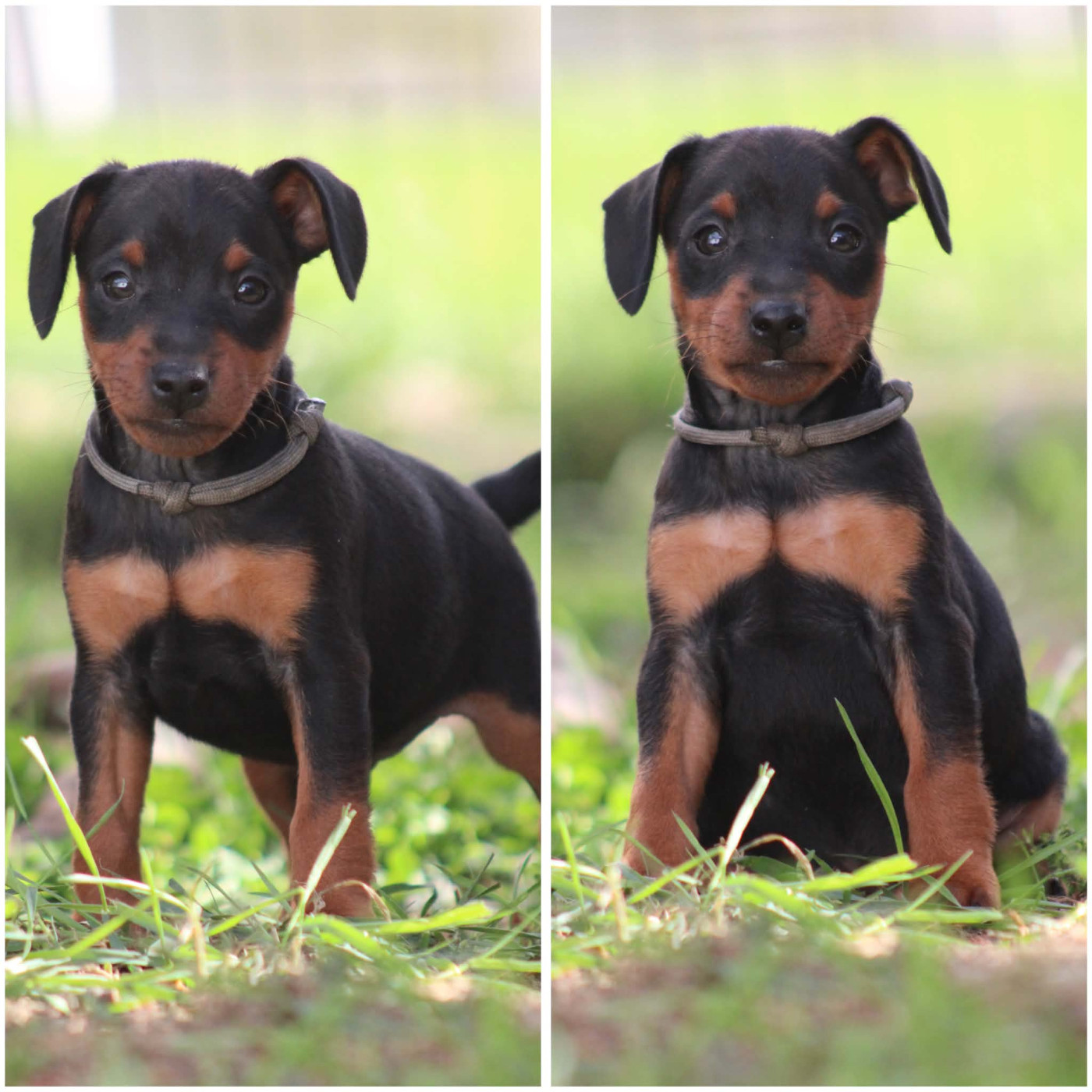 De La Plaine Bretonne - Chiots disponibles - Pinscher nain