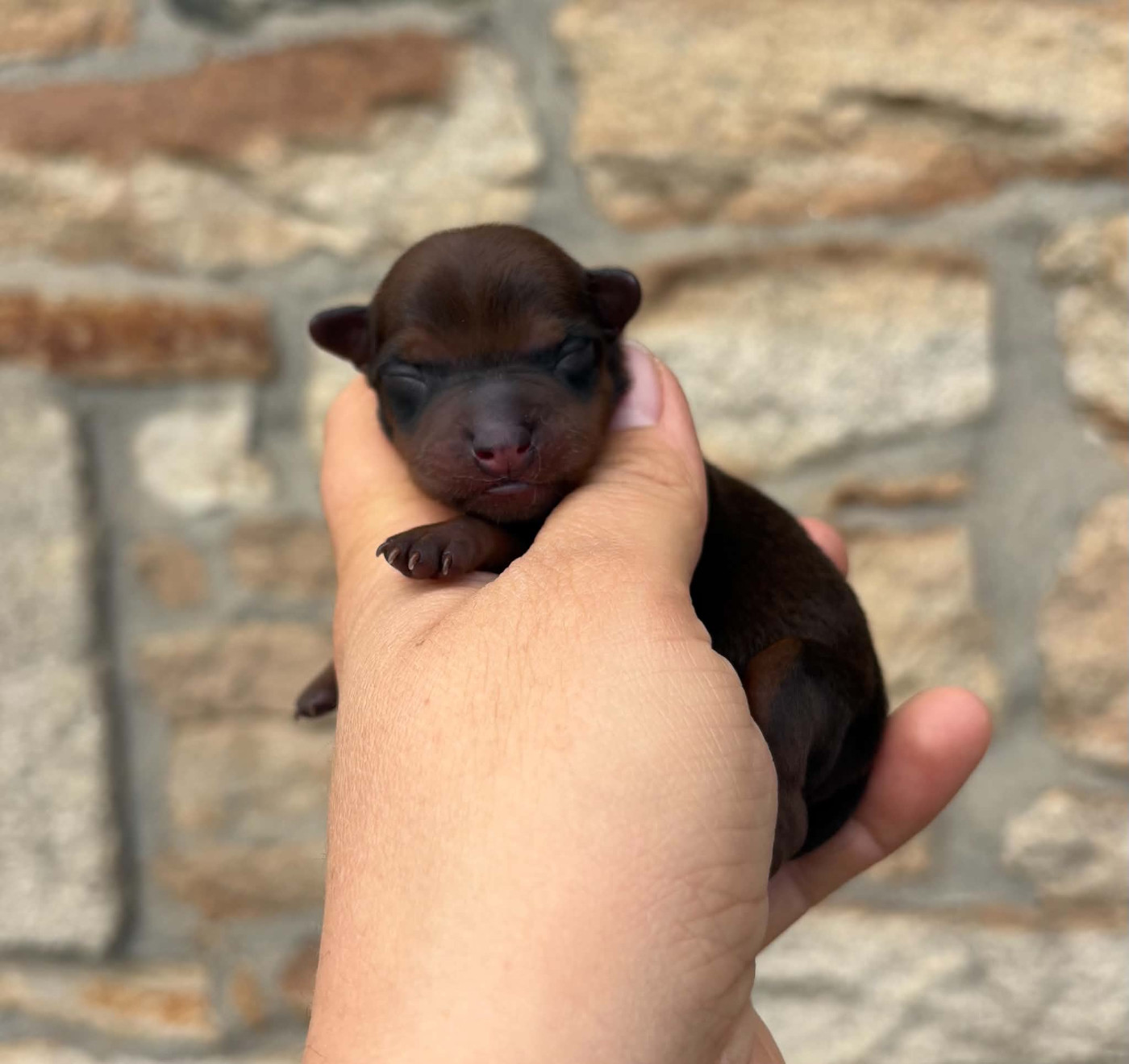 De La Plaine Bretonne - Chiots disponibles - Pinscher nain