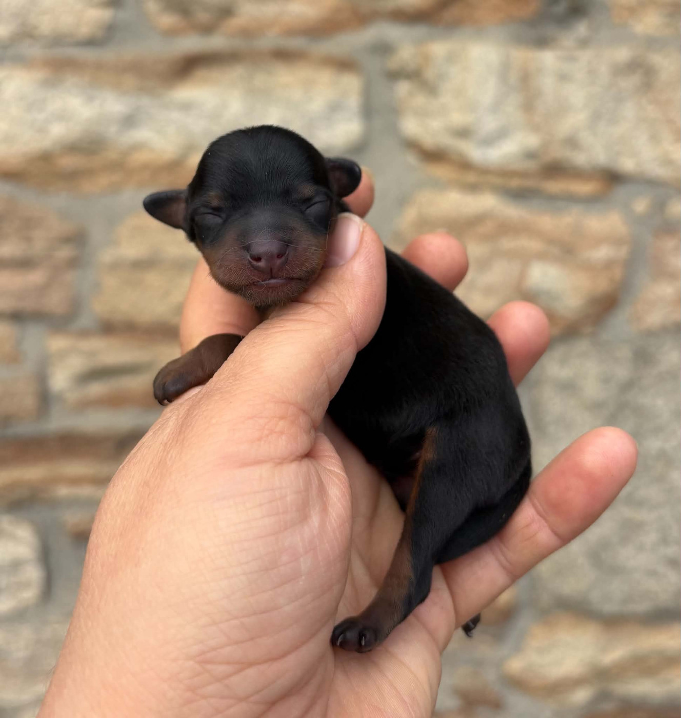 De La Plaine Bretonne - Chiots disponibles - Pinscher nain